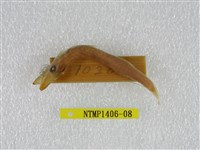 藏品(日本金梭魚)的圖片